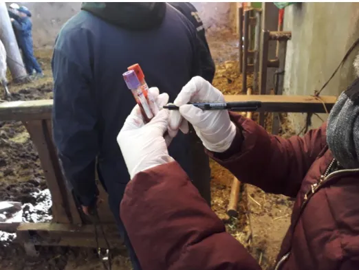 FIGURA  8.  Colocación  de  tubos  en  el  maletín  de  muestras  sanguíneas  a  temperatura ambiente por 20 minutos