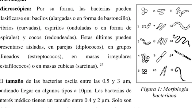 Figura 1: Morfología  bacteriana 