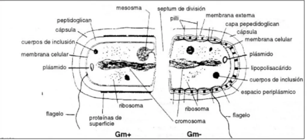 Figura 2: Estructura de la bacteria 