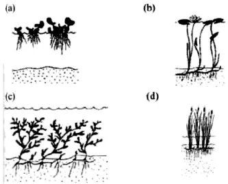 Figura 3.  Humedales  constituidos  de vegetales .  Fuente: Brix, 1931. 