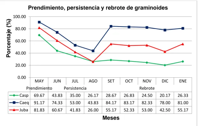 Figura 4. Comportamiento de las especies de graminoides de mayo a enero. 