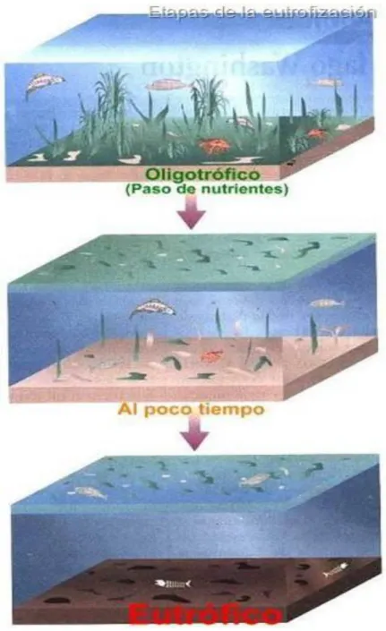 figura 2: Etapas de la eutrofización