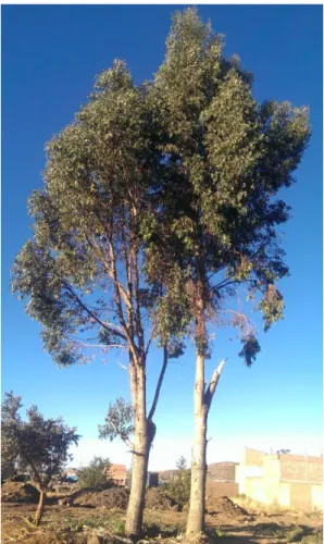 Figura 1. Árbol de eucalipto  (Eucalyptus globulus s.p.)  2.2.1.1  Historia. 