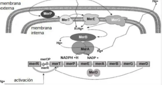 Figura 4. Mecanismo molecular del operón Mer de amplio espectro (Dash y Das,  2012).