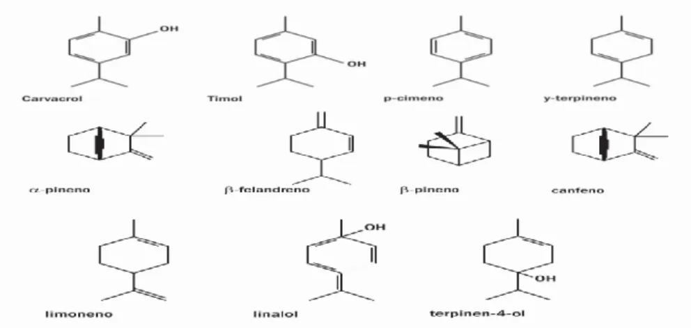 Figura  1:Estructura química de los principales componentes del orégano