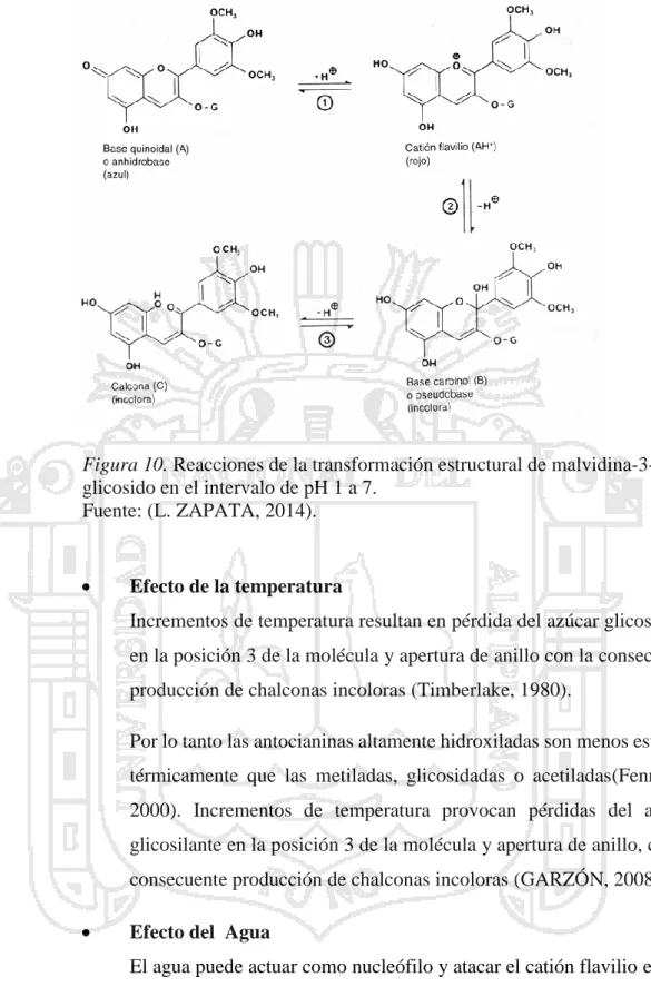 Figura 10. Reacciones de la transformación estructural de malvidina-3- malvidina-3-glicosido en el intervalo de pH 1 a 7