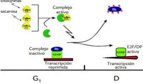 Figura 4. Modelo propuesto para la regulación de la transición G1-S del ciclo celular en  plantas (Colli et al., 2007)
