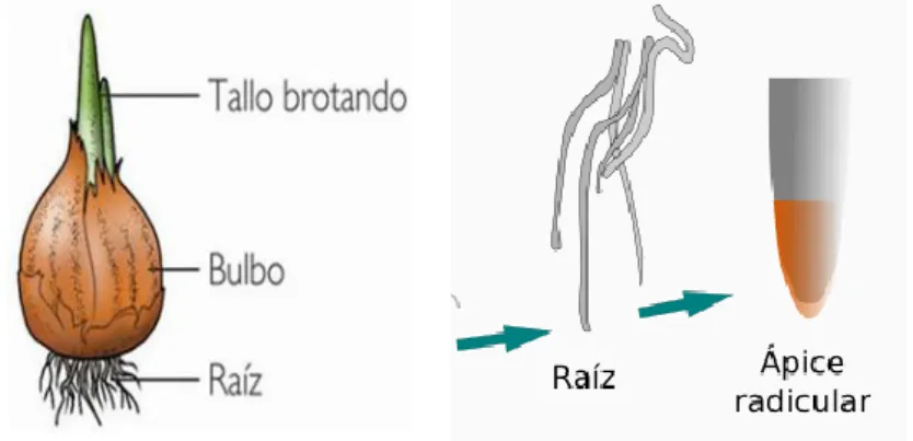 Figura 6. Partes del bulbo de ajo, sus raíces y la ubicación del ápice radicular. 