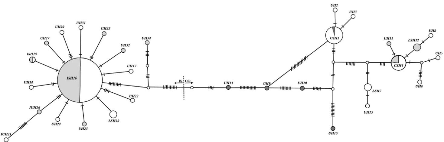 Fig. 6   Mitochondrial  haplotype  network  for  G.  h  .howdenae,  obtained using the PopArt software implementing the TCS algorithm