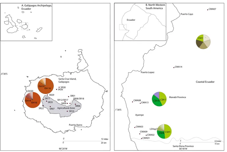 Fig. 1   Map of the two collecting areas for Galapaganus h. howde- howde-nae with localities, frequency and distribution of mitochondrial  hap-lotypes