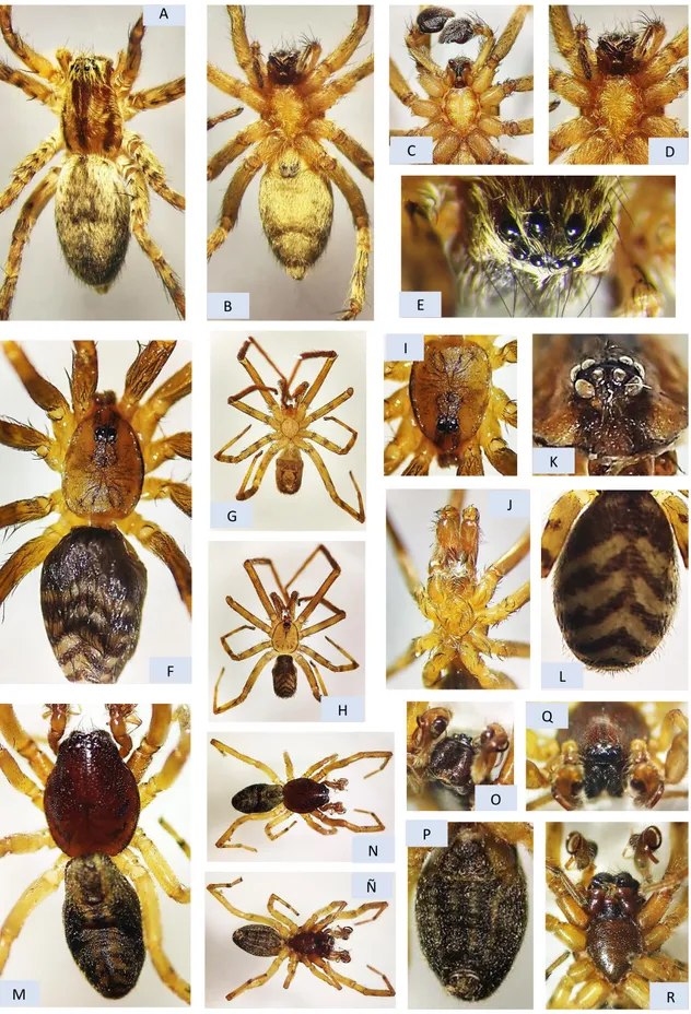 Figura 6. A-E, Anyphaenidae: A, adulto, v.d.; B, adulto, v.v.; C, cefalotorax ♂, v.v.; D, cefalotorax ♀, v.v.; 