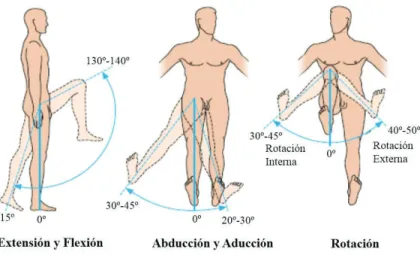 Figura 2. 5. Movimientos elementales de la cadera  [5] 