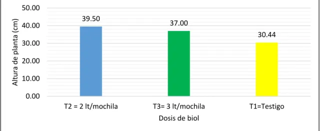 Figura 6. Altura de planta a los 45 días de evaluación después del transplante  en cultivo de cebolla