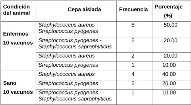 Tabla 1. Frecuencia de cepas bacterianas aisladas del tracto respiratorio de  vacunos de Puno 