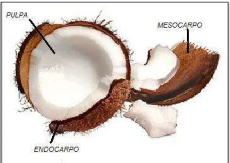 Figura No.1.14. Esquema de las partes del fruto del Cocotero. 