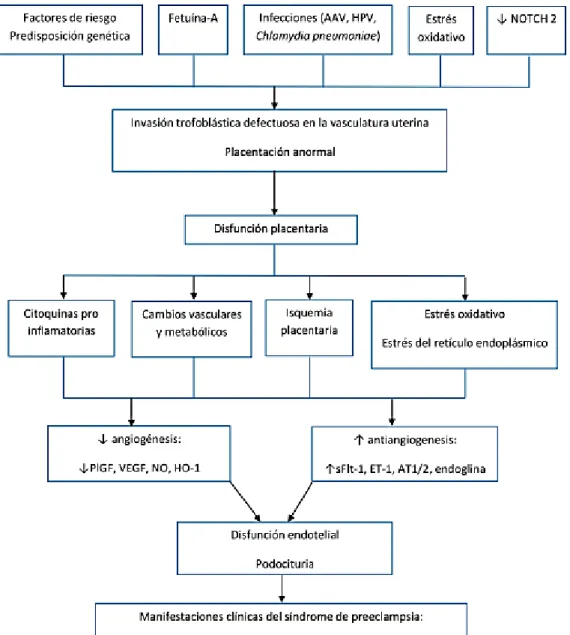 Figura  1  PROPUESTA  DE  ETIOLOGIA  Y  FISIOPATOLOGIA  DE  LA  PREECLAMPSIA 