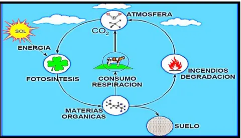 Figura 3 Ciclo del carbono 