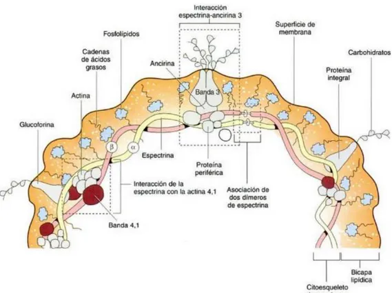 Figura 1. Membrana eritrocitaria (Rodak, 2005). 