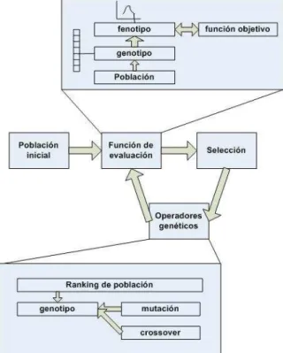 Fig. 3.4. El ciclo básico de los algoritmos genéticos [16] 