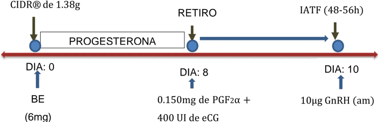 Figura 3: Protocolo II modificado de (Ferreira et al., 2011) PROGESTERONA CIDR®de 1.38g DIA: 0  IATF (48-56h) RETIRO CIDR® DIA: 8 DIA: 10 BE (6mg) 0.150mg de PGF2α + 400 UI de eCG  10µg GnRH (am) 
