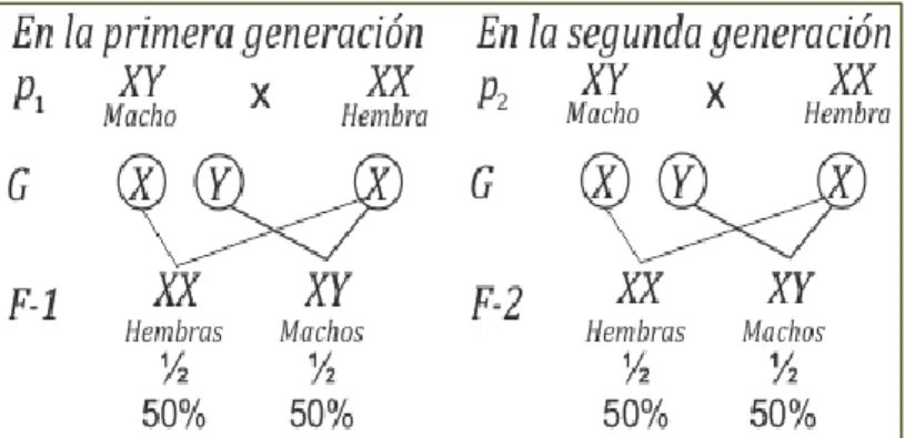 Proporción De Machos Y Hembras En Mamíferos 6473