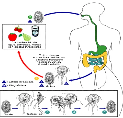 Figura 3. Ciclo biológico de Giardia lamblia CDC (2003). 