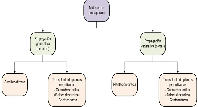 Figura 2.  Métodos de propagación del piñón.  
