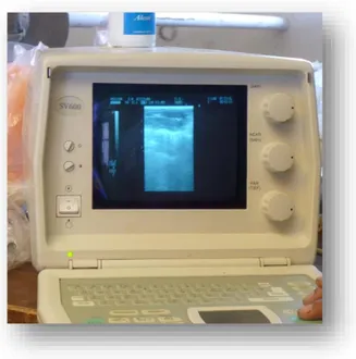 Figura 4. Limpieza y desinfección del tracto genital del animal para la  ultrasonografía del útero y cérvix y lavado uterino