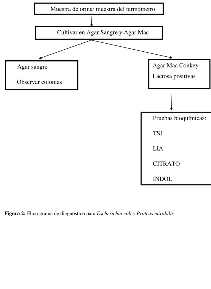 Figura 2: Fluxograma de diagnóstico para Escherichia coli y Proteus mirabilis 