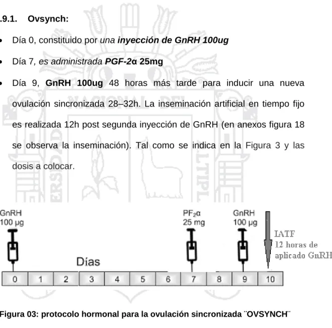 Figura 03: protocolo hormonal para la ovulación sincronizada ¨OVSYNCH¨ 