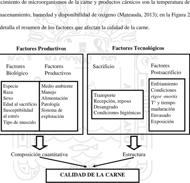 Fig. 2. Factores que influyen en la calidad de la carne (Jara, 2007; Mateauda, 2013). 