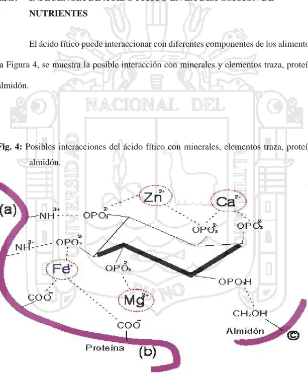 Fig. 4: Posibles interacciones del ácido fítico con minerales, elementos traza, proteínas  y almidón.