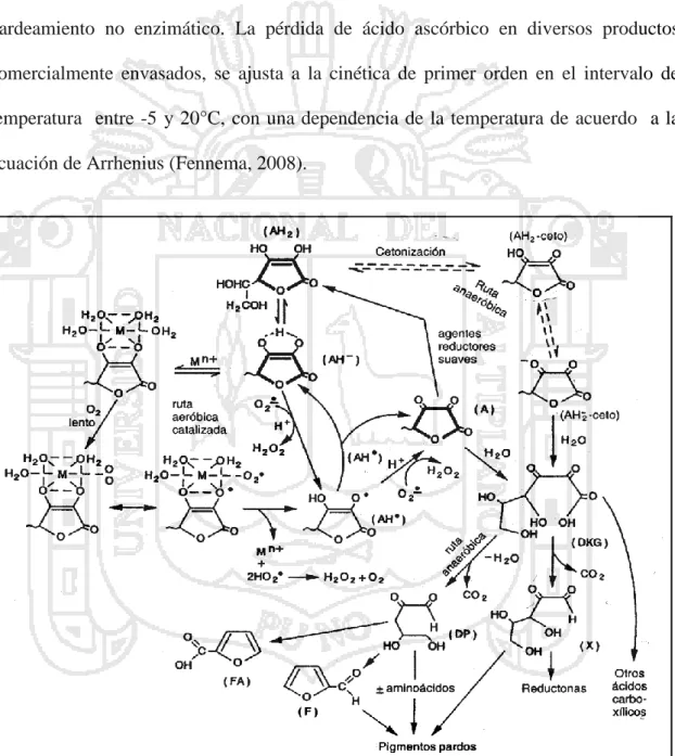 Figura  6.  Esquema  general  de  los  mecanismos  de  las  degradaciones  oxidativas  y  anaeróbicas del ácido ascórbico, las estructuras en negrita son fuente primaria de vitamina  C
