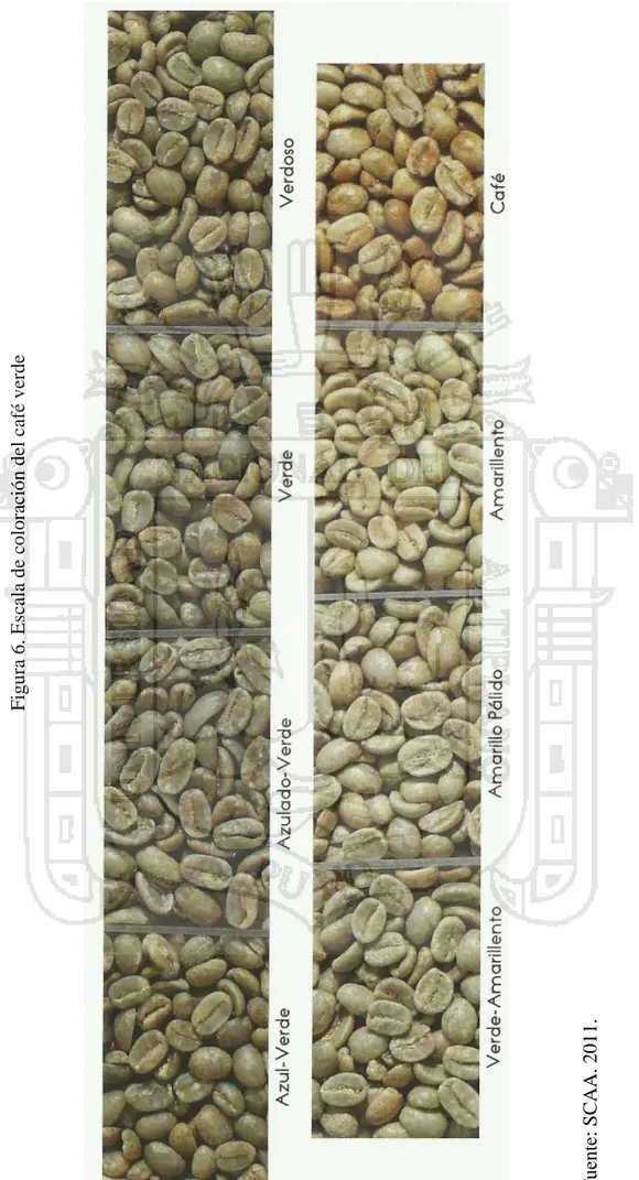 Figura 6. Escala de coloración del café verde  Fuente: SCAA. 2011. 