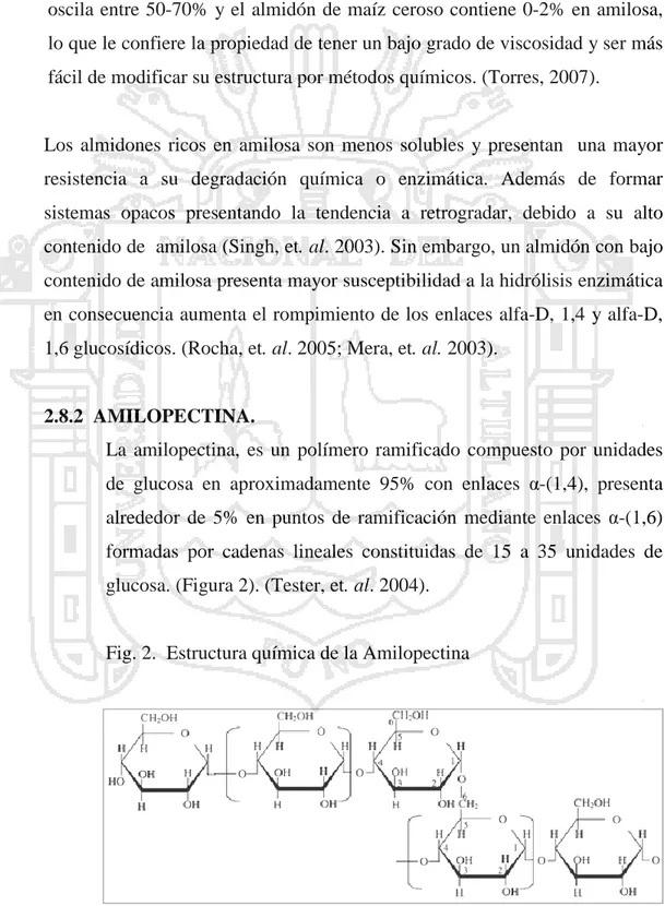 Fig. 2.  Estructura química de la Amilopectina  