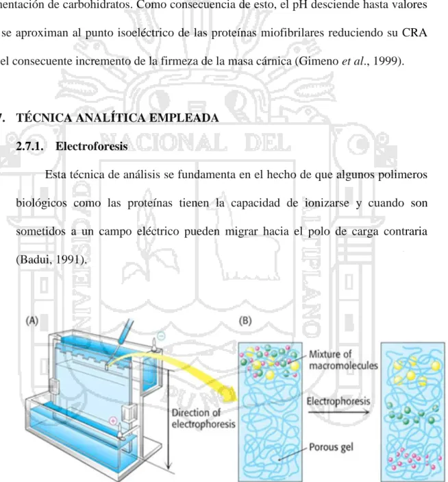 Figura 2. Equipo electroforético (Badui, 1991).