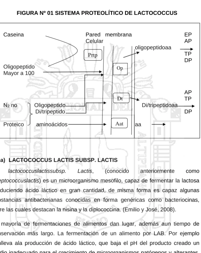 FIGURA Nº 01 SISTEMA PROTEOLÍTICO DE LACTOCOCCUS 