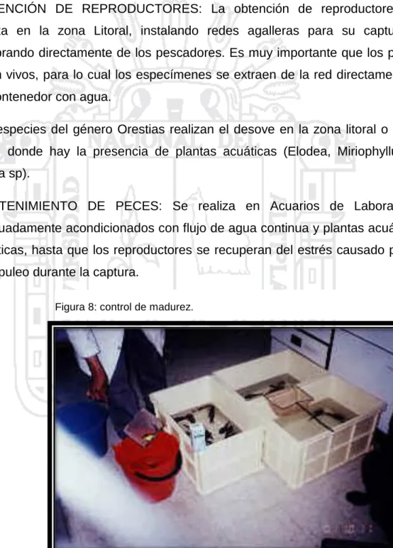Figura 8: control de madurez. 
