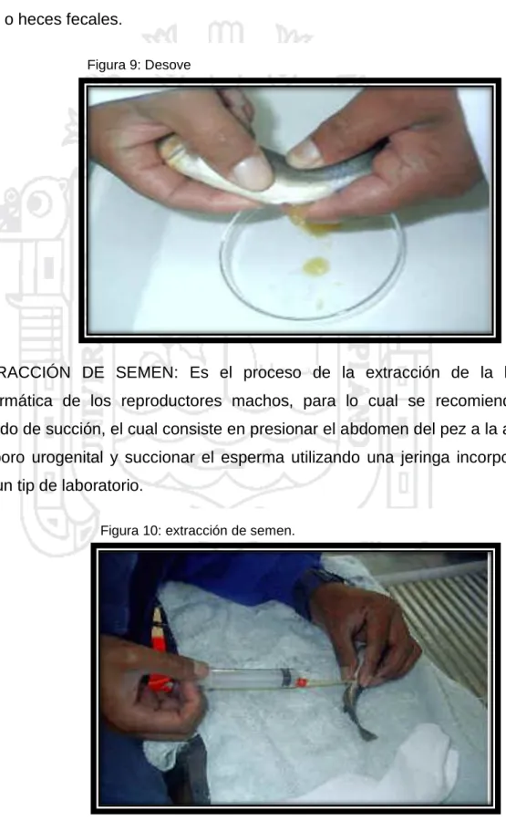 Figura 9: Desove 