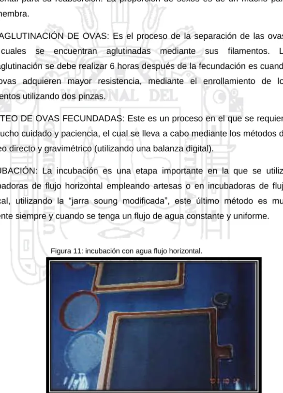 Figura 11: incubación con agua flujo horizontal. 