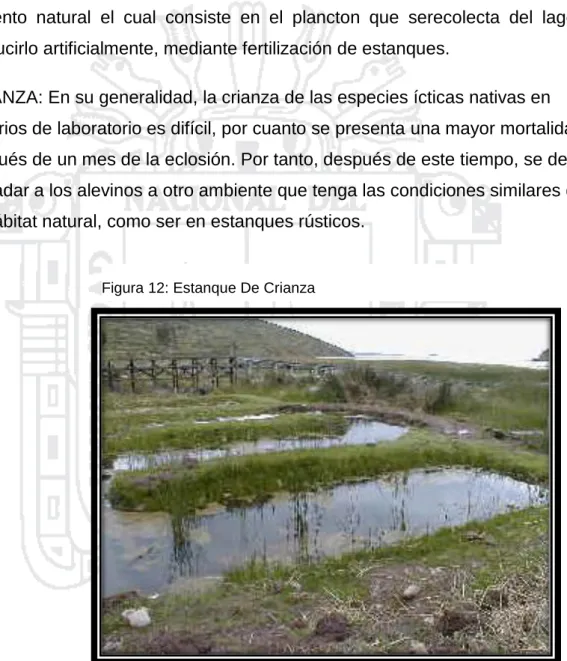 Figura 12: Estanque De Crianza 