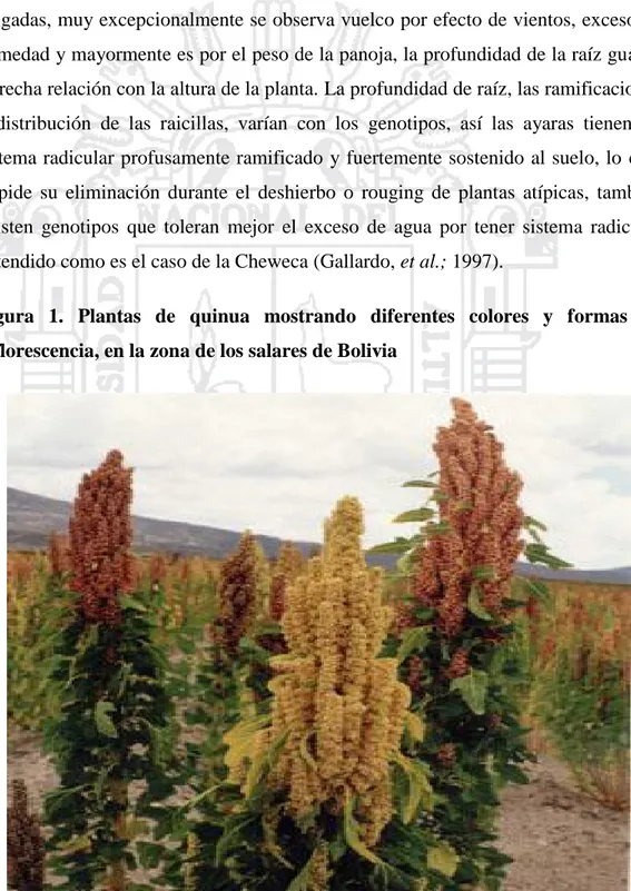 Figura 1.  Plantas  de  quinua  mostrando  diferentes  colores  y  formas  de inflorescencia, en la zona de los salares de Bolivia