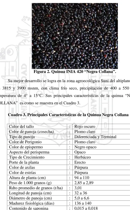 Figura 2. Quinua INIA 420 “Negra Collana”.