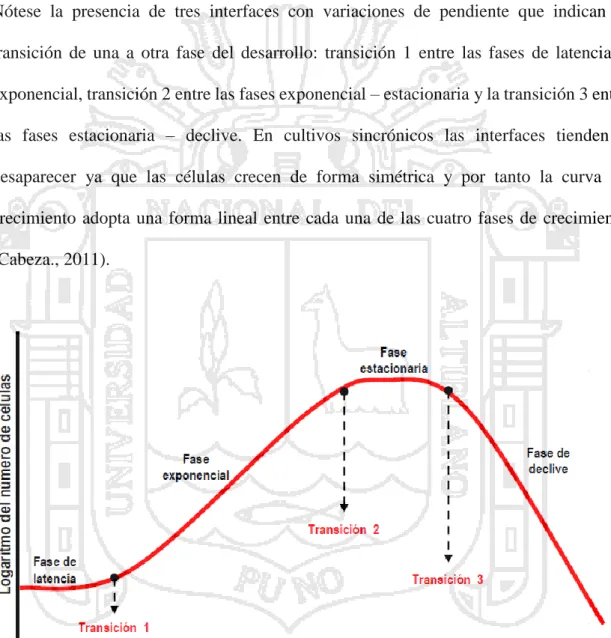 Figura 1. Curva de crecimiento Bacteriano 