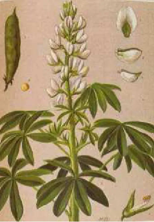 Figura 1. Planta de chocho     