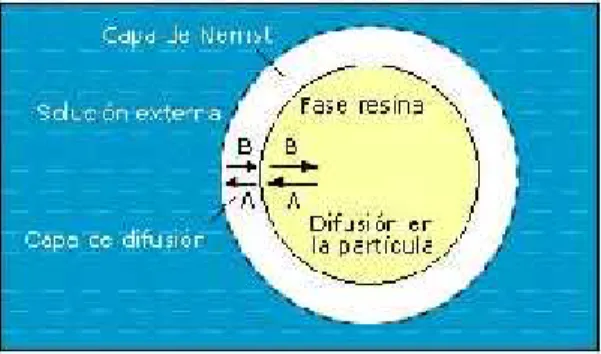 Figura 2.3: Esquema del proceso de difusión en el intercambio iónico