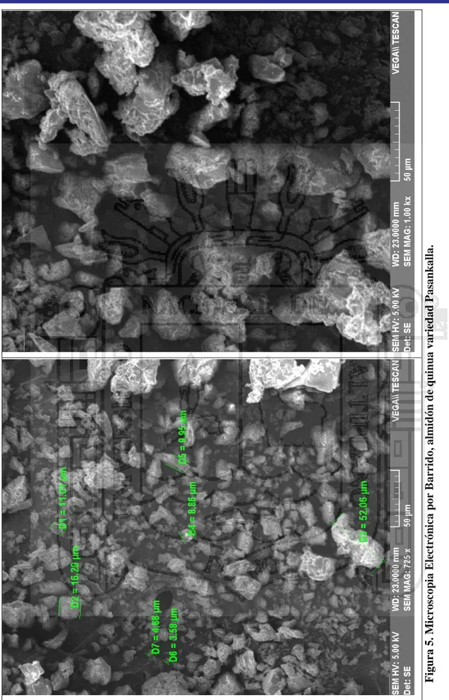 Figura 5. Microscopia Electrónica por Barrido, almidón de quinua variedad Pasankalla.