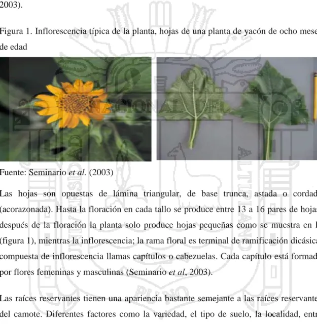 Figura 1. Inflorescencia típica de la planta, hojas de una planta de yacón de ocho meses  de edad 