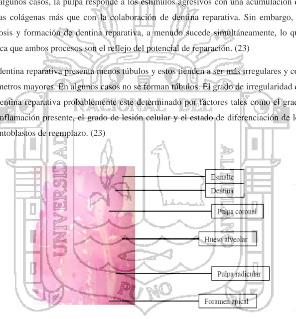 Fig 1.Histología Pulpar 