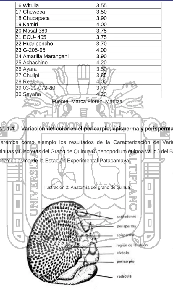 Ilustración 2: Anatomía del grano de quinua 